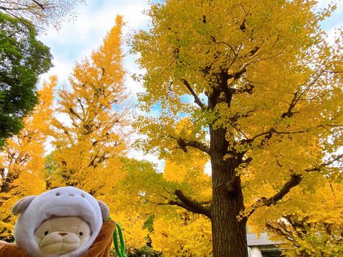外国人のカップルさんがイチャイチャしながら写真撮ってたよ🍂