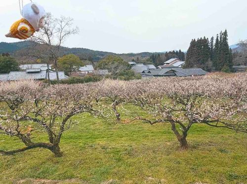 梅林の上を飛行中だよ〜🌸🐝