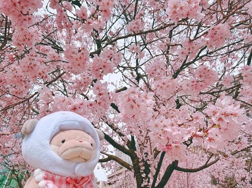 生まれ変わったら桜の木になりたいな🌸