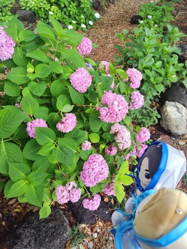 紫陽花綺麗かったなぁ