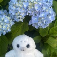 タルト