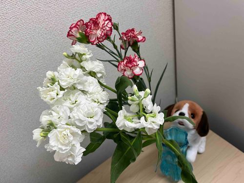 みて〜 きれいな おはな🌼︎💕︎
かいぬしが おはなを かってくるの、すっごく ひさしぶりだよ🤭
おはなに いやされたい きもちだったんだって🫧
せの たかい おはなさんと どうやって おしゃしんを とろうか しこうさくごしてたら、ぼくが おはなを プレゼント💐 してる みたいな しゃしんが とれたよ🐶