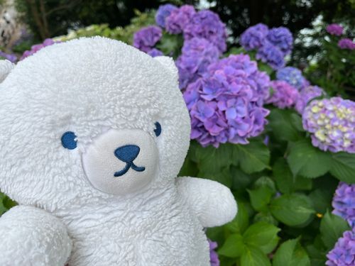 あじさい祭にきたよ。くまぽんとおなじくらいおっきなお花もあったよ。