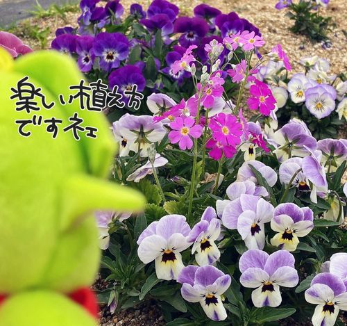 🍏めめるです。こちらはビオラコーナーでした。まんなかに別のお花があって楽しい植え方でした