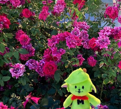 中之島のアレにいってきた薔薇園、🌹