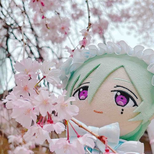 さくらー！