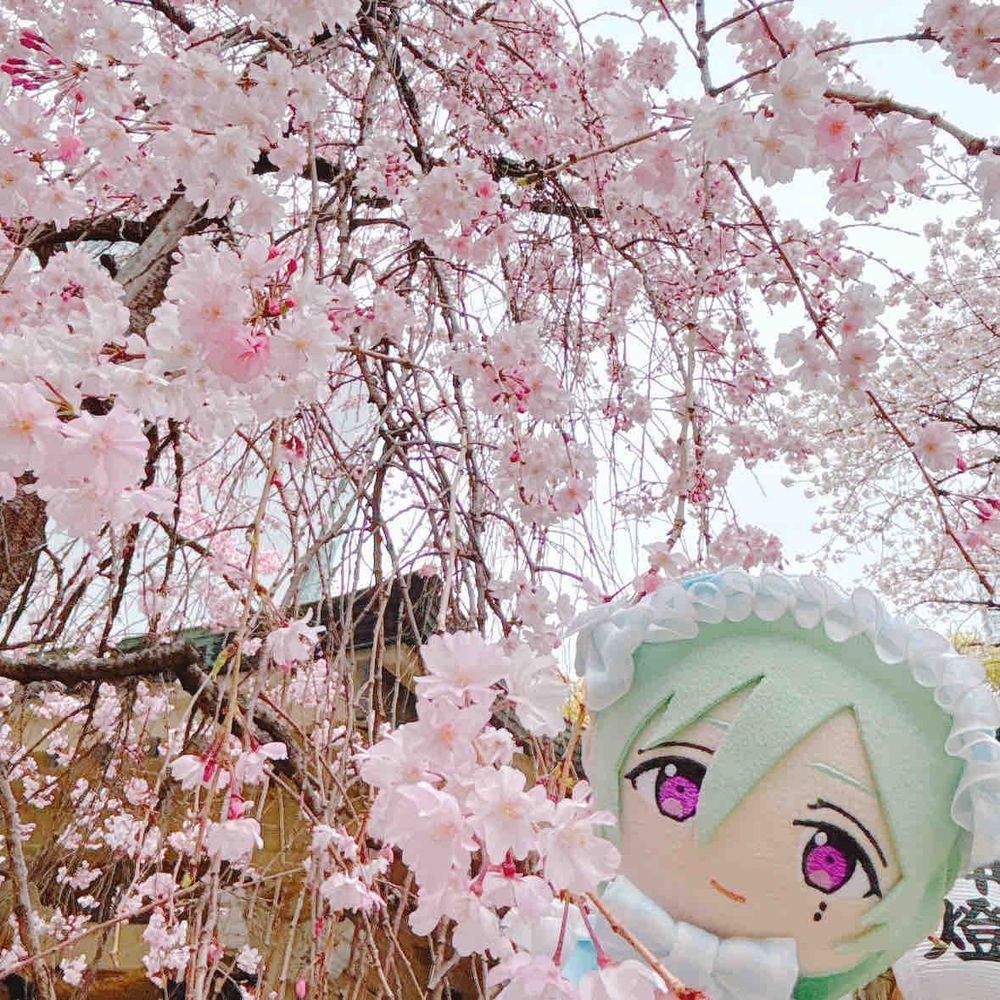 さくらー！