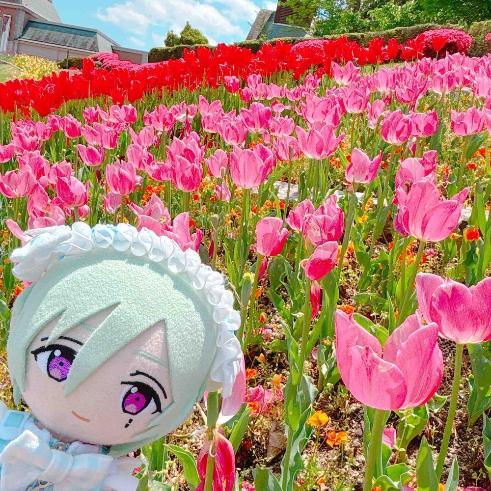 おはなー！🌷