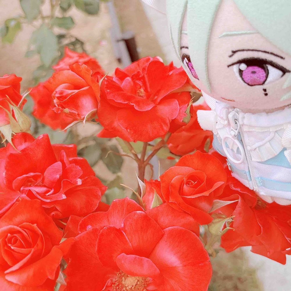おはなー！ばら！