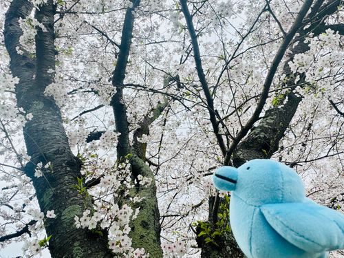お花見🌸