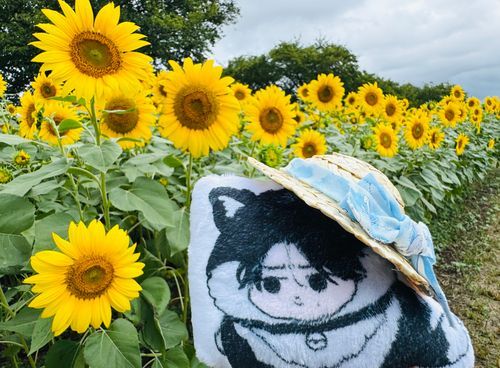 🌻