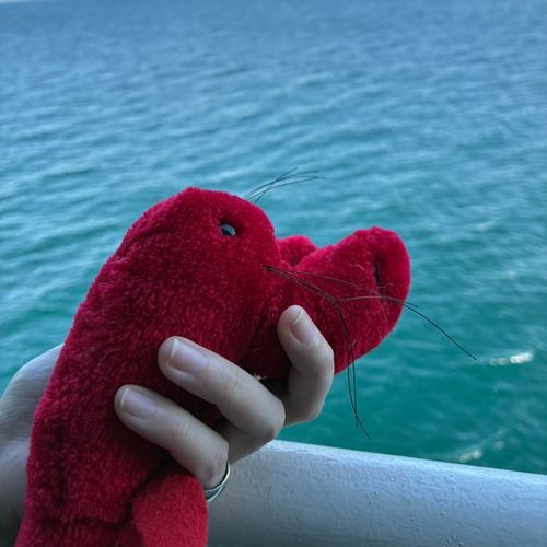 ロブスターのようなざりがにのような…🦞
チャームポイントは ひげ
名前は小学生の時の親友がつけてくれたよ