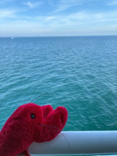 海生まれのはずなのにこの前生まれて初めて海を見た🦞
広かった
ちょっとこわい