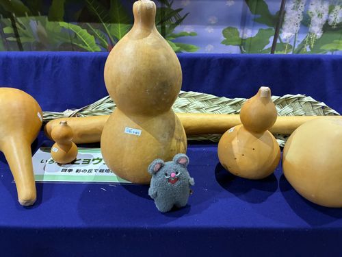 植物園に連れて行ってもらった時のお写真
ひょうたんかっこいい でかい 中はどうなっているんだろう どうやって水筒にするのかな 知りたいな