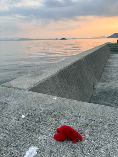 港の夕方 ちょっとさみしい気持ちになった🦞
でも海にエイ居たの！！！！！