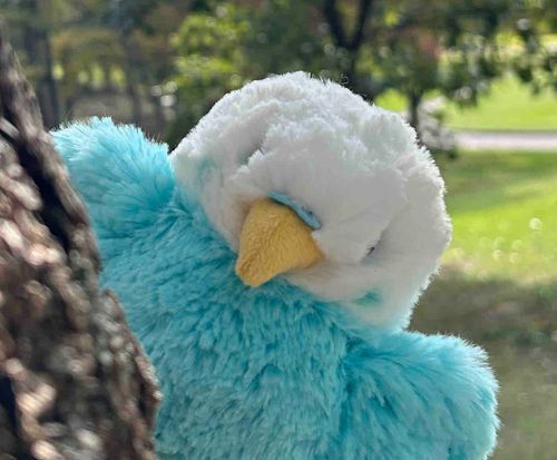 ふわふわぼでぃ　の　せきせいいんこ
のんびり　とうこうするよ！

カメラマン:あおちゃん(中の人)