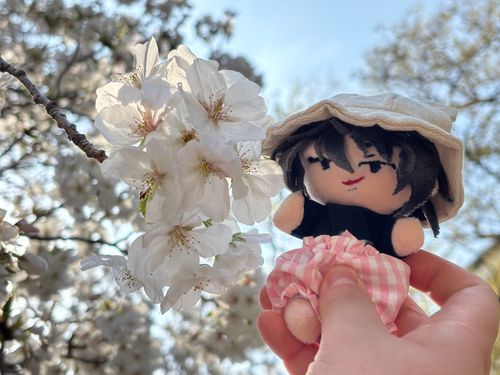 桜が綺麗〜