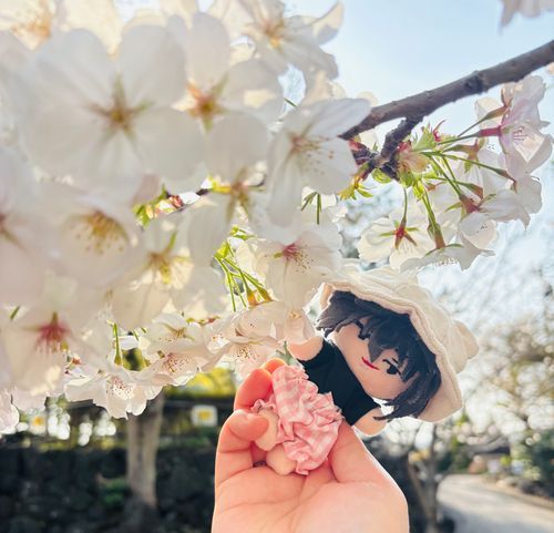 ひょっこり