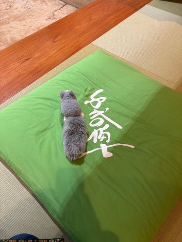 大きな座布団