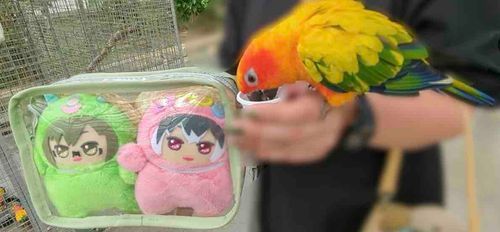 🐥⁉️