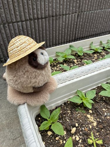 みなさんこんにちは
えびてんだよ

ぼくのぬしはいまミニひまわりをそだてているんだ🌻
これはぼくのぬいかぞくのぽてがぬしのあさのみずやりについていったときだよ✨