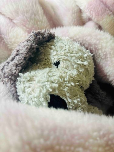 寒い日はもふもふの毛布でゆめみごこちだよ💤