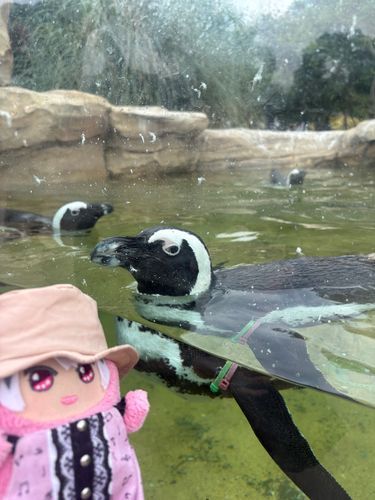 ぺんぎんさん、こんにちは❣