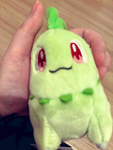 お迎えしてもらったチコ！可愛いっていっぱい言ってもらって幸せチコー！！