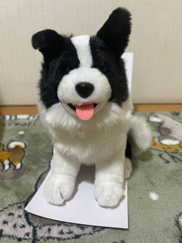 唐突に始めてみます( ˆoˆ )
写真はお迎えした日のいろははさん
色んなところに行きたいね