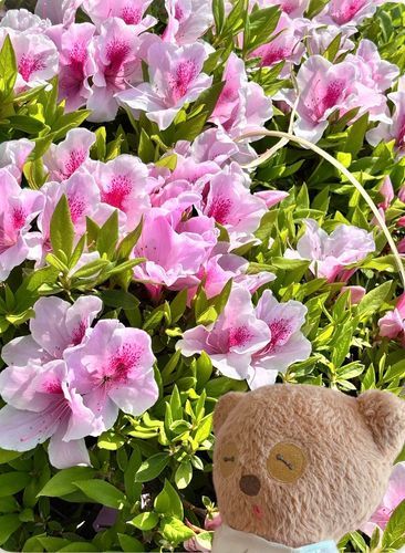 ちむもたまには🌸