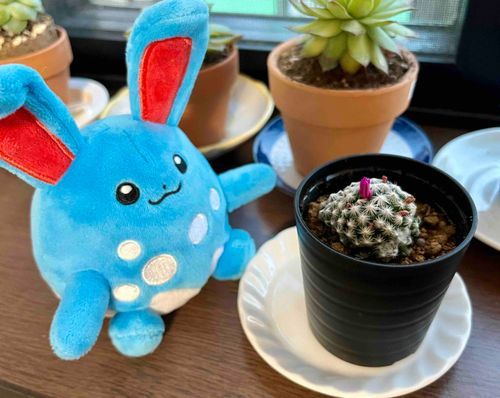 サボテンの花がもうすぐ咲きそう
マリルリが応援してくれるみたい