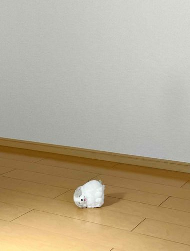 ごしゅじんの、あたらしいおうち　すごく広ーい！
わんちゃんここで寝る！