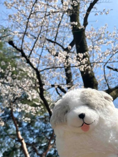 ごしゅじんと　さくらを見にいったときのしゃしん！
もう　散っちゃったけど、みんなにも　おすそわけするね！！
