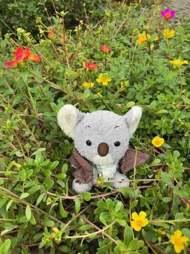 おはながかわいいばあちゃんちのおにわ🌼🌸🌼