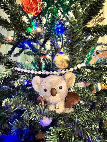 せいかいは、ここでしたー！
めりーくりすます！みんなすてきなくりすますをすごしてね🎁🐨