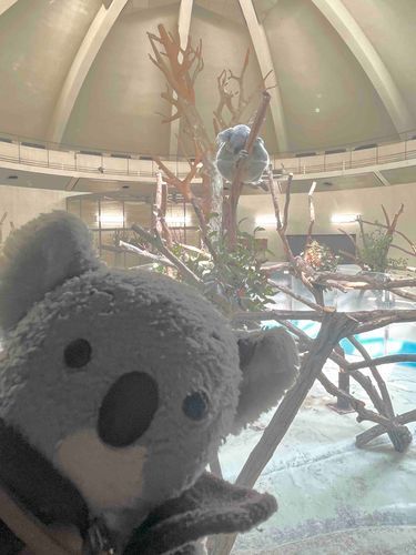 にじゅういちねんぶりにさとがえりしたよ🐨ただいまー！
みーーんなねてた！かわいかったなー🥰