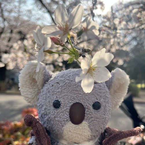 さくらが きれいに さいてた⸜( *˙꒳˙ )⸝🌸