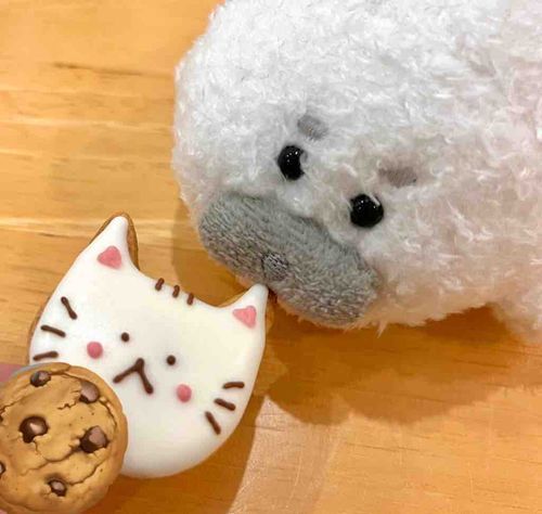 ﾈｺﾁｬﾝ