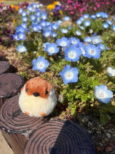 ちゅんたん、青いお花も綺麗やね💙