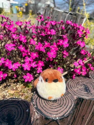ちゅんたん、ピンクのお花も綺麗やね🩷
