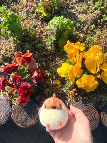 今朝は赤と黄色のお花が綺麗やったな😊