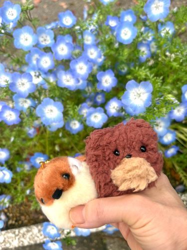 ちゅんたん、前に撮った青いお花やで💙
どんちゃんと一緒やからますます綺麗やね☺️