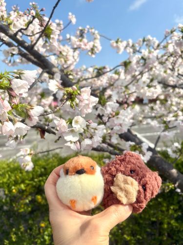 ちゅんたん、どんちゃん、桜まだ咲いてたな🌸
間に合って良かったぁ😆
写真撮るの難しいなぁ💦
手がガチガチピキーンやん😅
