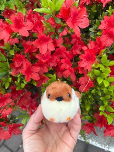 ちゅんたん、赤いお花が咲いてたな❤️
久しぶりにパシャリ📸