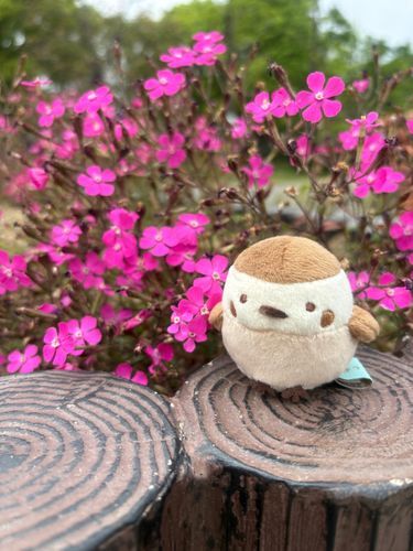 公園のお花とちゅり