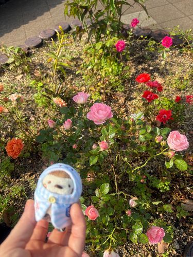 バラが咲いてた🌹