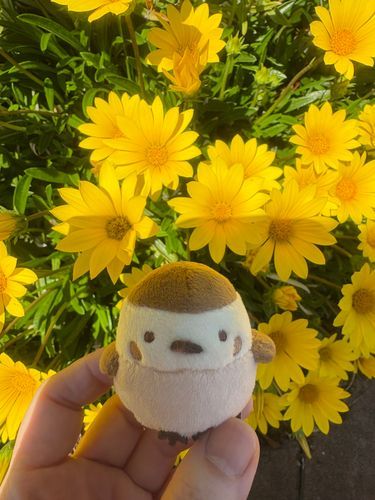 ３日前は黄色いお花がいっぱい咲いてた💛