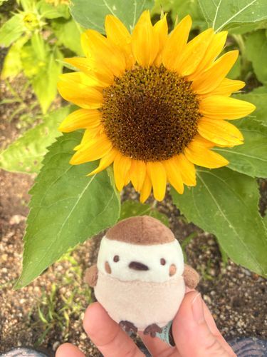 公園の花壇にひまわりがいた🌻