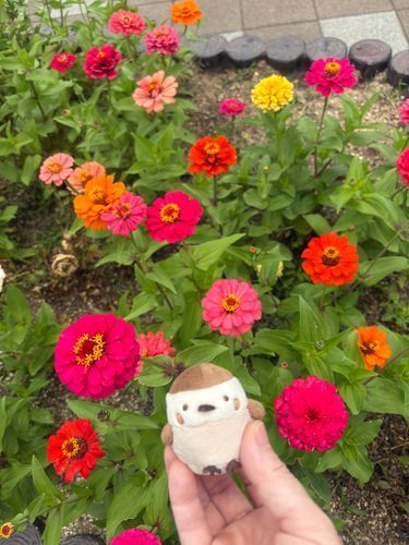 公園の花壇に咲いてたお花♪
