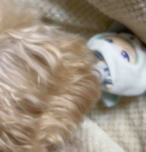 なああぁぁあɞ̴̶̷̥⩊ɞ̴̶̷̥
いぬぬに 襲われたーーーーー